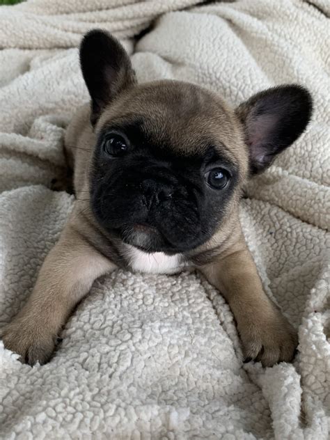 The french bulldog is a small sized domestic breed that was an outcome of crossing the ancestors of bulldog brought over from england with the local ratters of france. French Bulldog Puppies For Sale | Oak Grove, LA #329012