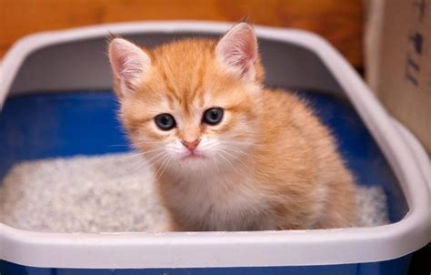 Yellow Diarrhea In The Kitten Causes And Treatment