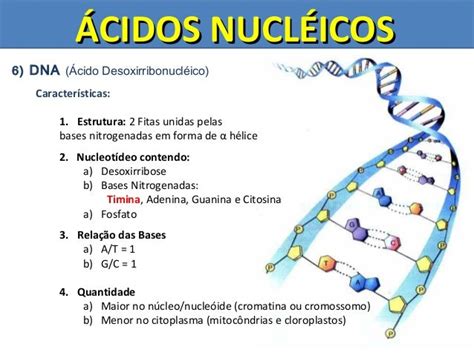 ácidos Nucleicos Dna E Rna