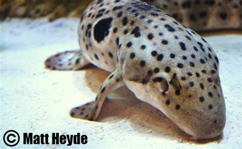 8 Facts About The Epaulette Shark Aquapparel