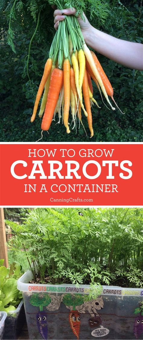 Planting Carrots In Containers With Homemade Potting Soil Recipe How