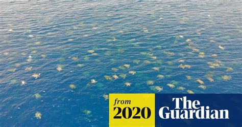 Great Barrier Reef Drone Footage Allows Researchers To Count 64000
