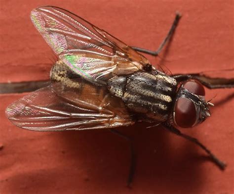 Fly Id Musca Domestica Bugguidenet