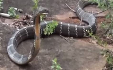 Watch Foot Long King Cobra Rescued From A House In Odisha India News