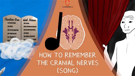 Cranial Nerves Mnemonic Song Medchrometube Best Medical Videos My XXX