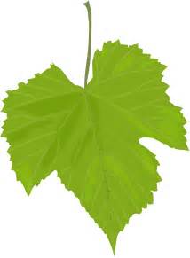 Green Leaf Png Transparent Image Download Size 1767x2400px