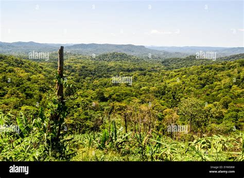African Dense Forest Hi Res Stock Photography And Images Alamy
