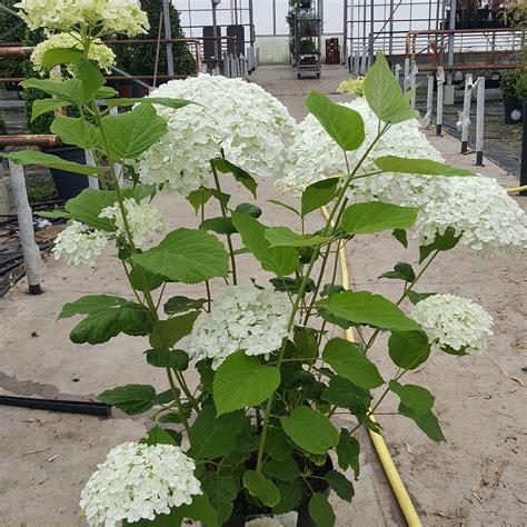 Large Litre Hydrangea Incrediball Aka Strong Annabelle Plants For