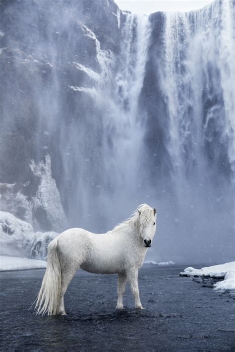 Photographer Captures The Mystical Beauty Of Icelandic Horses
