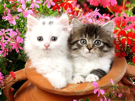 Only the best hd background pictures. 77+ Free Kitten Wallpaper on WallpaperSafari