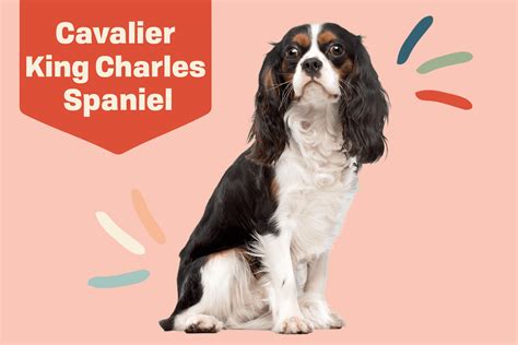 Cavalier King Charles Spaniel Dog Breed Information And Characteristics