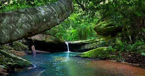 River Forest Moss Waterfall Australia Shrubs Nature Landscape
