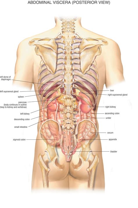 Abdominal and thoracic female organ set, realistic heart, lungs, stomach, liver, kidneys, spleen, large and. Anatomy - showing posterior view of internal organs ...