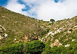 Vegetação mediterrânea foto de stock. Imagem de grécia - 14471728