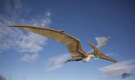 Dinosuar New Species Of Pterodactyl That Flew More Than 200 Million
