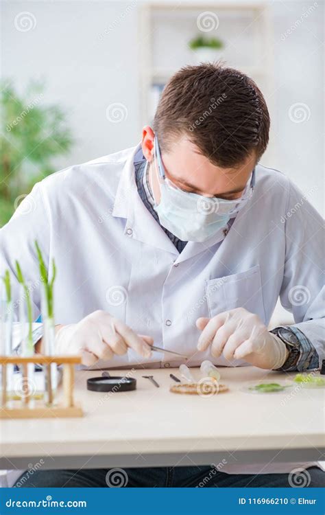 O Bioquímico Masculino Que Trabalha No Laboratório Em Plantas Foto De