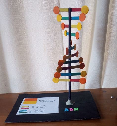 Maqueta De Adn Biology Projects Dna Model Project Dna Project