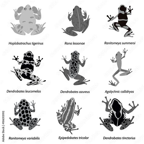 Vector Amphibian Silhouette On The White Background Frog Silhouettes