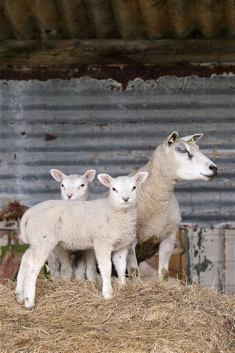 Mother Sheep And Two Young Lambs By Stocksy Contributor Marcel