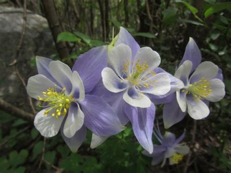 But there are some other lovely tree species that put up. Fun Facts About the Colorado State Flower, the Columbine