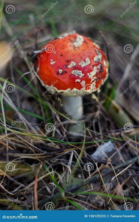Amanita Muscaria Or Fly Agaric Is A Poisonous Mushroom Stock Image