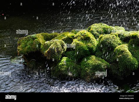 Moss Cover Covered Rocks Pond Stock Photo Alamy