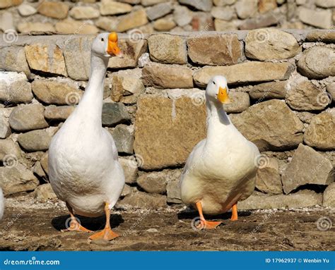 Goose And Duck Royalty Free Stock Photography Image 17962937