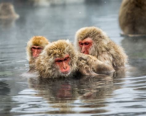 Premium Photo Group Of Japanese Macaques Are Sitting In Water In A Hot Spring Japan Nagano