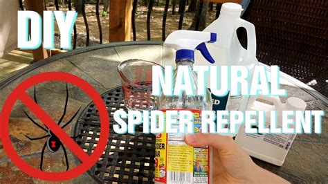 Diy Natural Spider Repellent Youtube