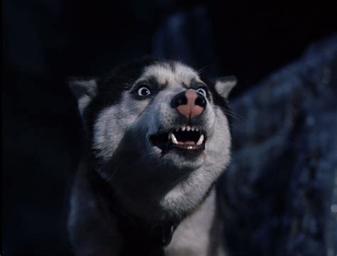 Demon From Snow Dogs Siberian Huskies Photo 32171008 Fanpop