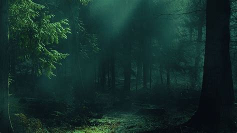 Download Wallpaper 1920x1080 Forest Fog Trees Shadows