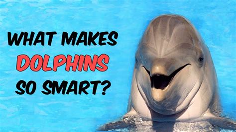 What Makes Dolphins So Intelligent Youtube