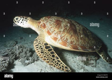 La Tortuga Verde La Tortuga La Carne De Tortuga Rock Chelonia Mydas