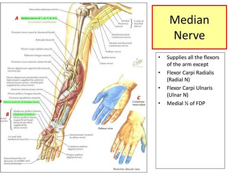 Ppt Upper Limb Muscles Of Arm Cubital Fossa And Elbow Joint