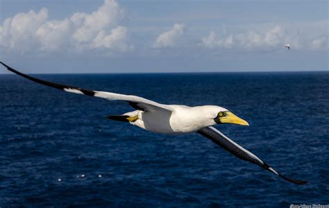 Masked Booby Audubon Field Guide