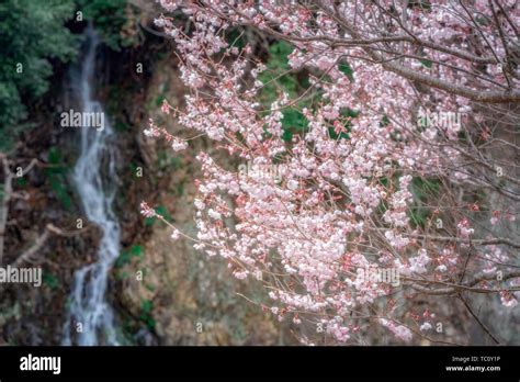 Cherry Blossoms And Waterfalls Stock Photo Alamy