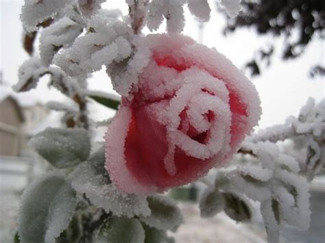 Frozen Roses Imagine Classic Literary Characters Living