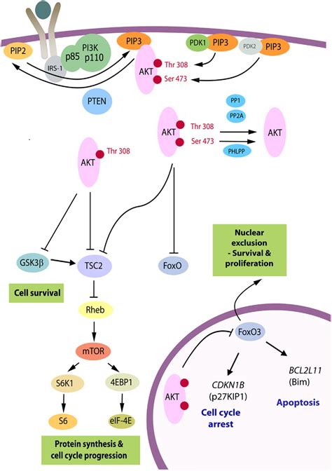 the pi3k akt pathway akt is recruited to the plasma membrane by download scientific diagram