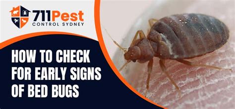 How To Check For Early Signs Of Bed Bugs 711 Pest Control