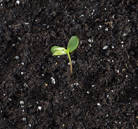 If i were an apple. Apple Tree Sprouting From Seed Royalty Free Stock ...