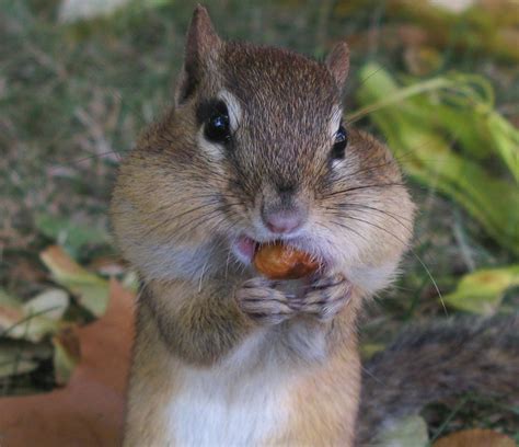 About Chipmunks Welcome Wildlife