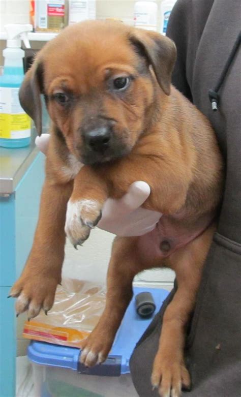 Hi, i am looking for a puppy for adoption, preferably a boxer puppy. Adopt 73 Richard/Adopted on | Boxer mix puppies, Adoption ...