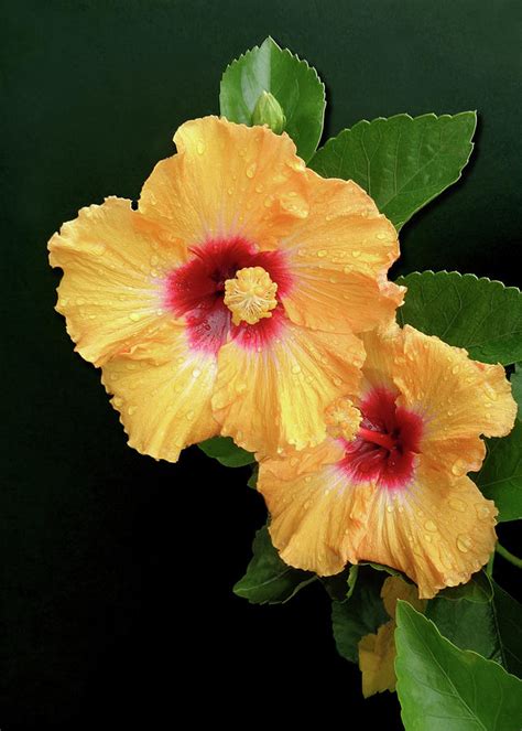 Sunrise Hibiscus Photograph By Tara Hutton Fine Art America