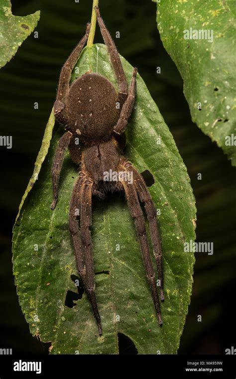 A Brazilian Wandering Spider Phoneutria Sp Considered To Be The Most