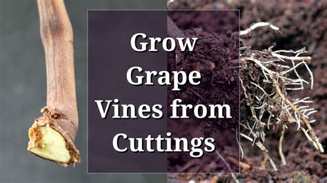 Grow Grape Vines From Cuttings Hardwood Propagation Youtube