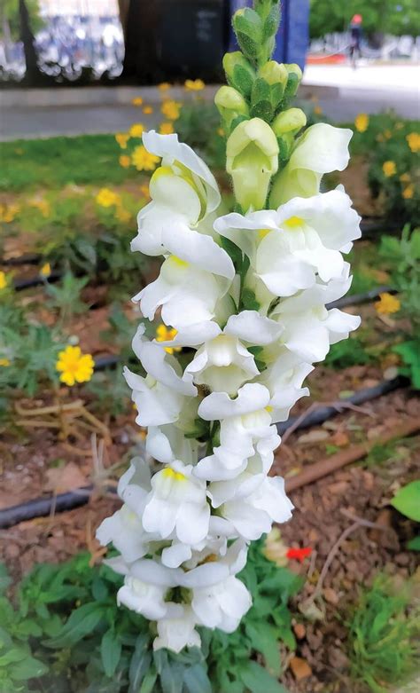 Snapdragon Care How To Grow And Care For Snapdragon Flowers
