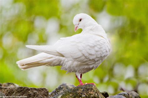 White Pigeon Of Whittington White Pigeon At Whittington Castle