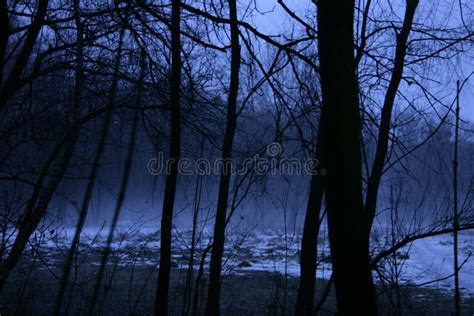 Night Scary Winter Forest Stock Image Image Of Empty 207554609