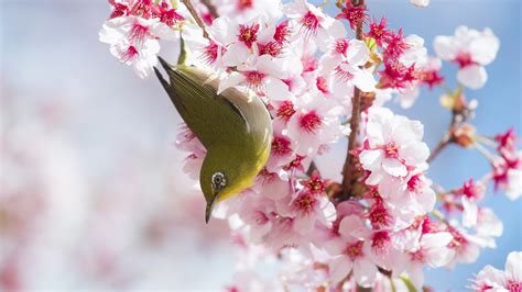 Cherry Blossom Wallpaper Hd Pixelstalknet