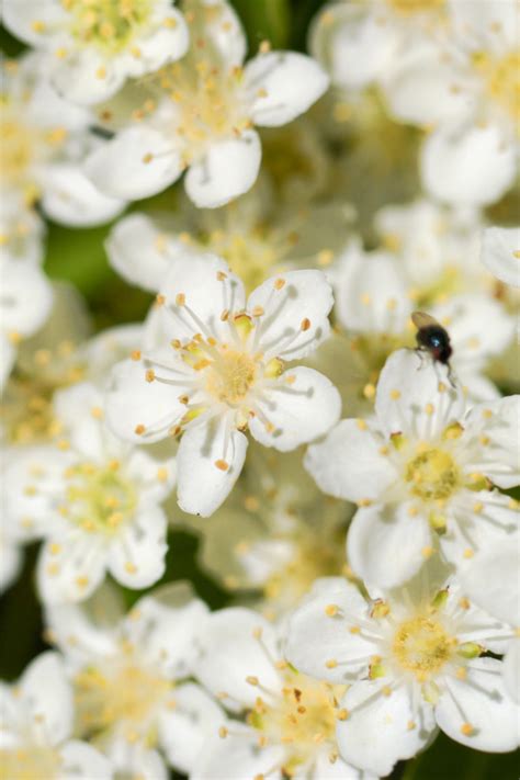 Three Stock Photo Backgrounds Of Some Nice Small White Flowers